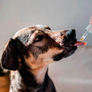 ALLIKAI CBD PERROS